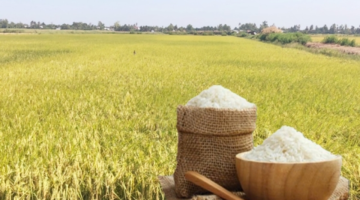 يواصل الأرز الطازج اتجاهه التصاعدي الطفيف.